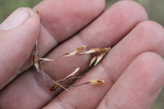 Sorghum leiocladum