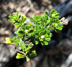 Pomaderris obcordata