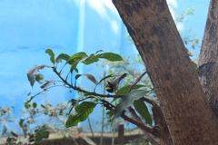 Machlolophus aplonotus