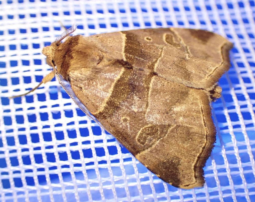 Marcipa pammicta