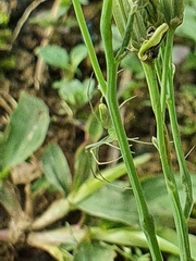 Ariamnes cylindrogaster