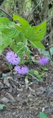 Vernonia alamanii