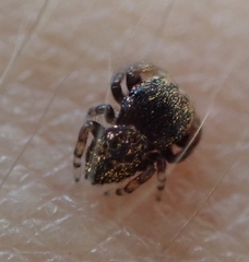 Simaethina