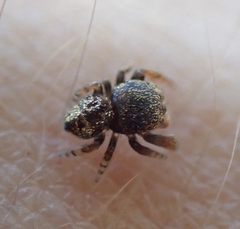 Simaethina