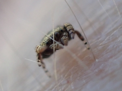 Simaethina