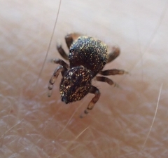 Simaethina
