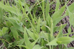Urochloa panicoides