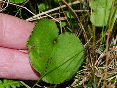 Corybas iridescens