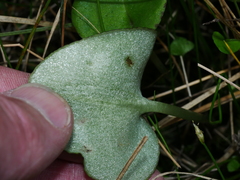 Corybas iridescens