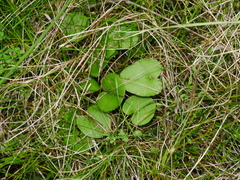 Corybas iridescens