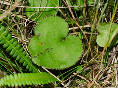 Corybas iridescens