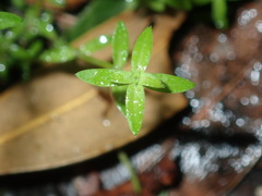 Mitrasacme paludosa