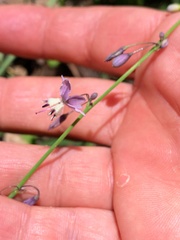 Arthropodium milleflorum