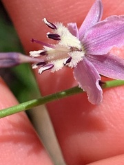 Arthropodium milleflorum