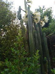 Trichocereus