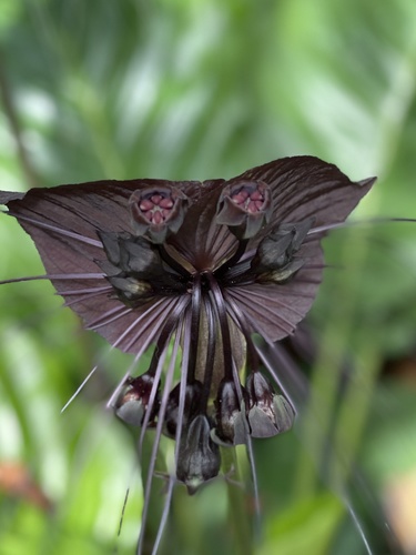 Tacca chantrieri