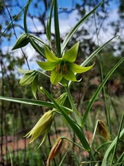Gloriosa rigidifolia