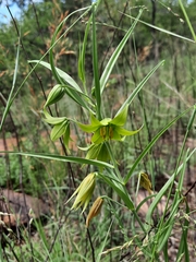Gloriosa rigidifolia