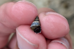 Echinolittorina ziczac