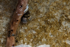 Echinolittorina ziczac