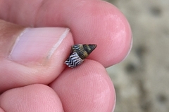Echinolittorina ziczac