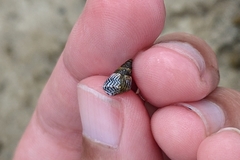 Echinolittorina ziczac