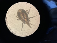 Dermanyssus gallinae