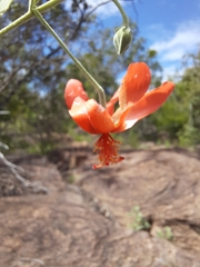 Hibiscus waterbergensis