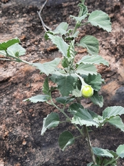 Hibiscus waterbergensis
