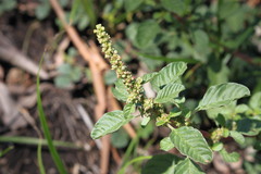 Amaranthus mitchellii