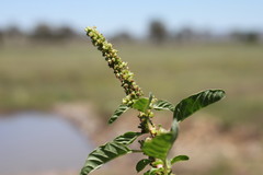 Amaranthus mitchellii