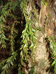 Tmesipteris horomaka