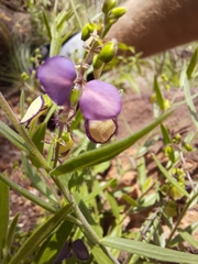 Polygala sphenoptera