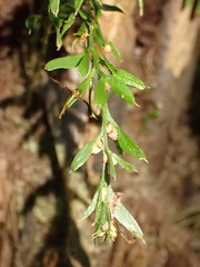 Tmesipteris horomaka