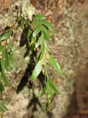 Tmesipteris horomaka