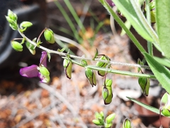 Polygala sphenoptera
