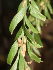 Tmesipteris horomaka