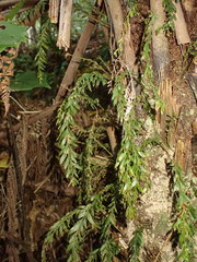 Tmesipteris horomaka