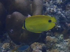 Chaetodon andamanensis