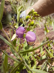 Polygala sphenoptera