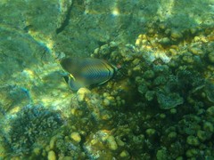 Chaetodon triangulum