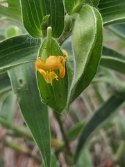 Commelina africana krebsiana