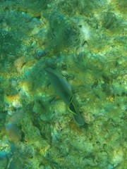 Chaetodon triangulum