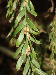 Tmesipteris horomaka
