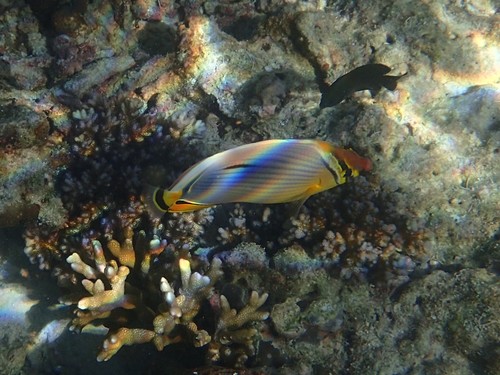 Indian Ocean redfin butterflyfish (Chaetodon trifasciatus) — Chaetodontidae — 4