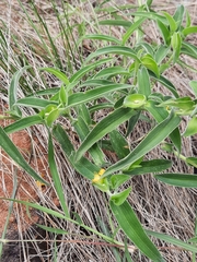 Commelina africana krebsiana