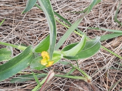 Commelina africana krebsiana