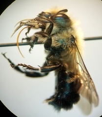 Osmia bucephala
