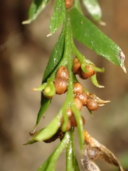 Tmesipteris horomaka