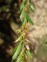 Tmesipteris horomaka